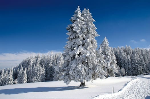 Winter Landscape 9