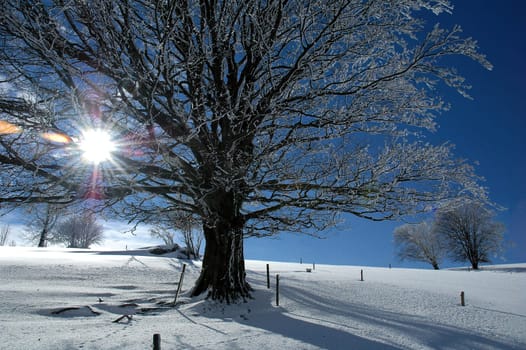 Winter Landscape 4