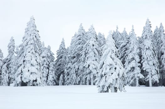 Winter Landscape 8