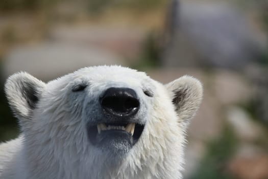 Ursus maritimus