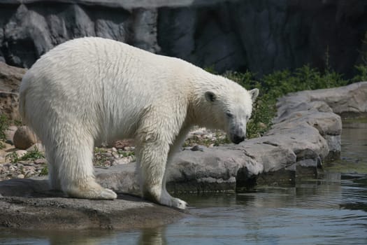 Polar bear