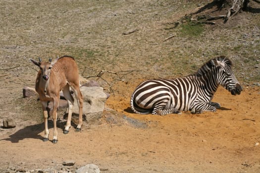 Savannah animals