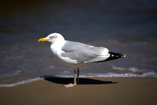 Gull