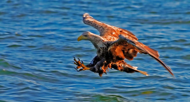 The white-tailed eagles are the largest birds of prey in Europe. They grow up to 95cm tall and can have a wingspan of 2.5m. The coloration of the adult bird is monochromatic dark brown with a light head and neck,white tail,yellow feet and snare