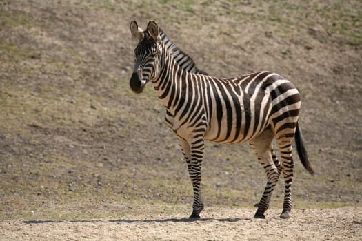 Grant's or Böhm's zebra