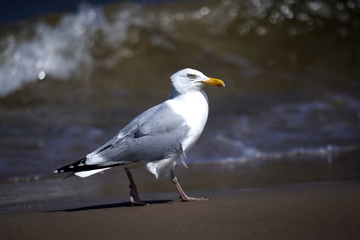 Gull