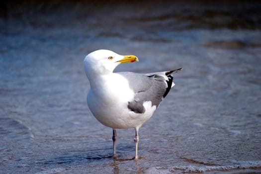 Gull