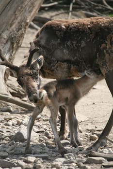 Reindeer