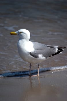 Gull