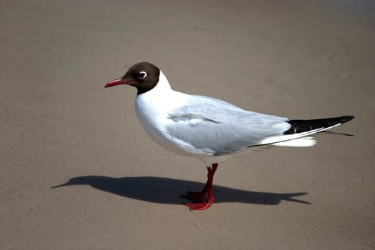 Gull
