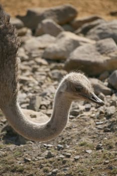 Struthio camelus