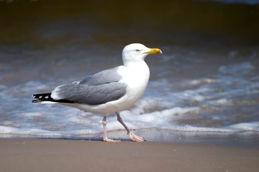 Gull
