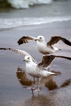 Seagulls
