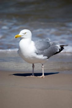 Gull
