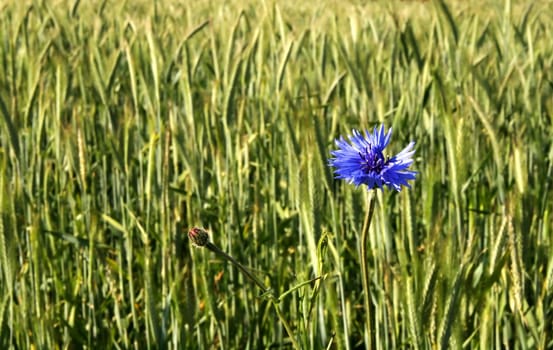 Cornflower