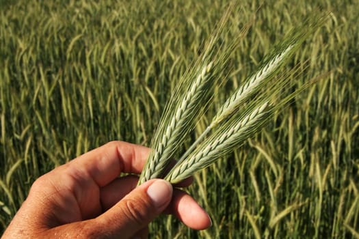 Three-grain
