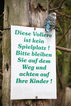 Budgie on a sign in a walk-in aviary