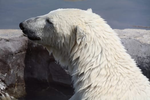 Ursus maritimus