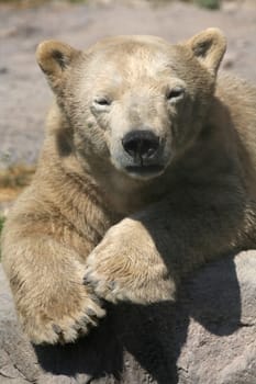 Ursus maritimus