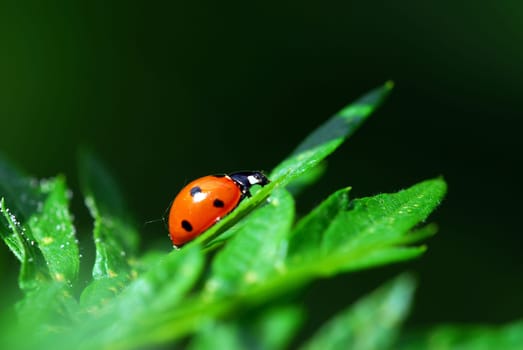 Ladybird