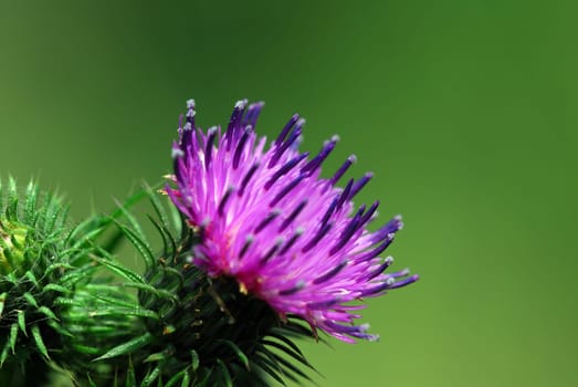 Thistle