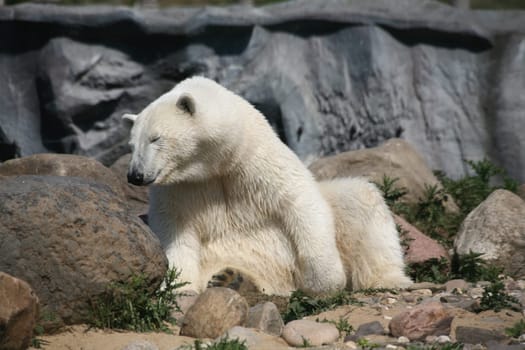 Ursus maritimus