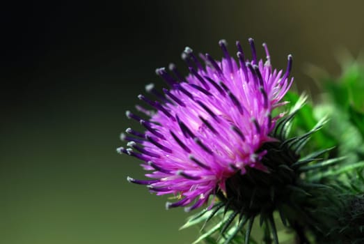 Milk thistle