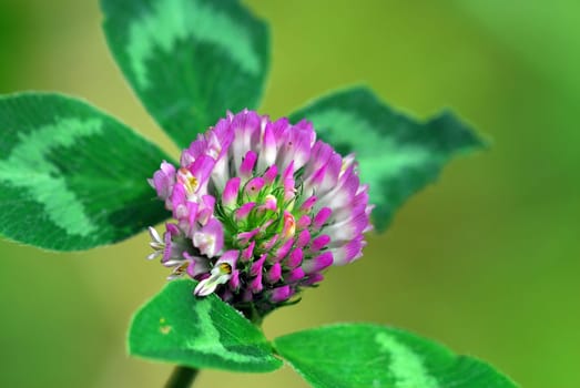 Clover