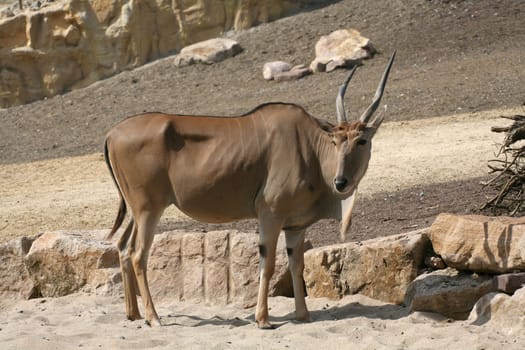 Common eland