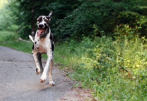 Dog Wilson playing energy !