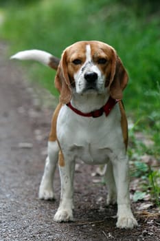 Beagle
