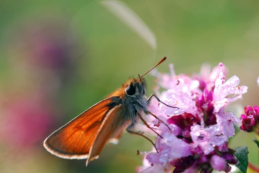 Skipper