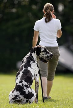 Dog training
