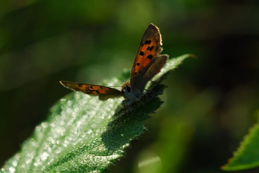 Fire Butterfly
