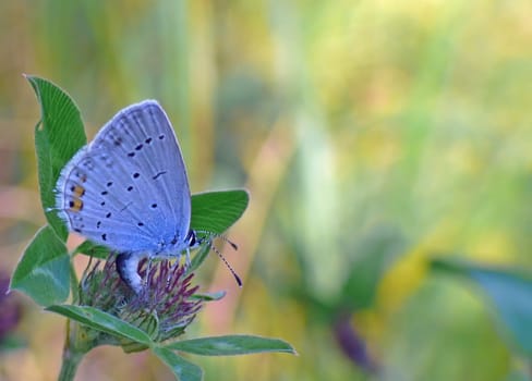 Short-tailed blue (Cupido argiades) laying eggs on red clover