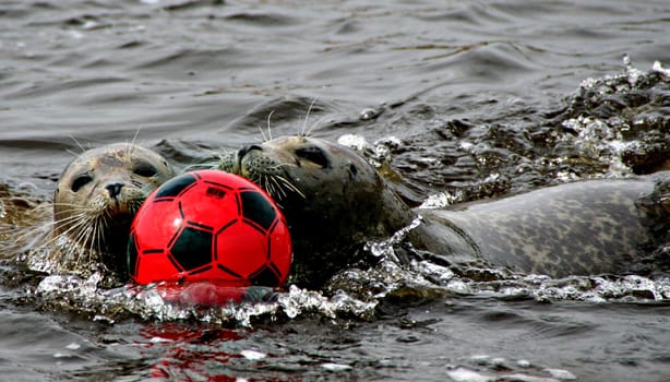 Water Ballet