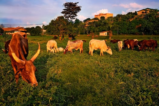 In this series,I would also like to dig up some landscapes from Cameroon that will probably never make it onto a tourist brochure. This is the flock of Musaa the Chadian,whom I portrayed in this series,Here is a part of his flock