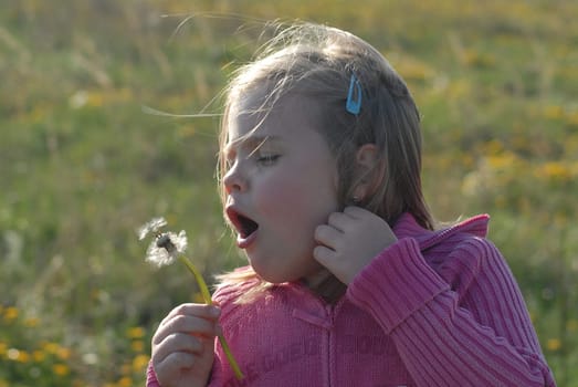 Dandelion