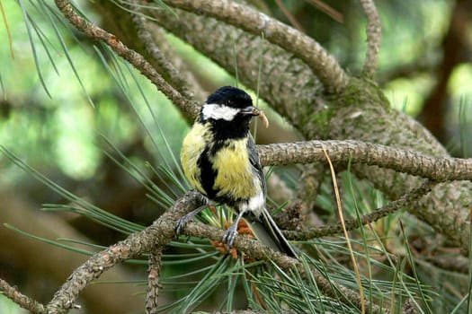 Titmouse