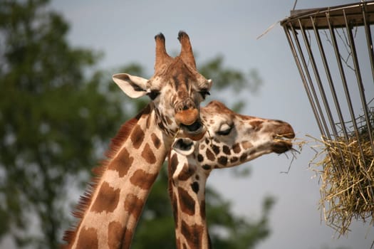 Giraffes at the food basket
