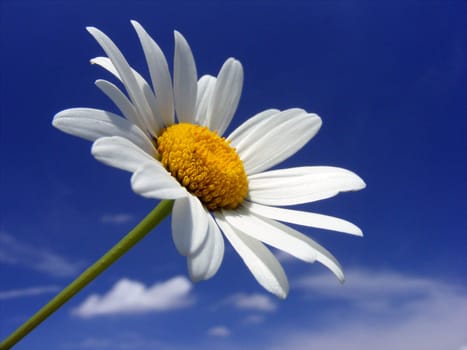 Marguerite
