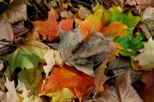 Autumn 2