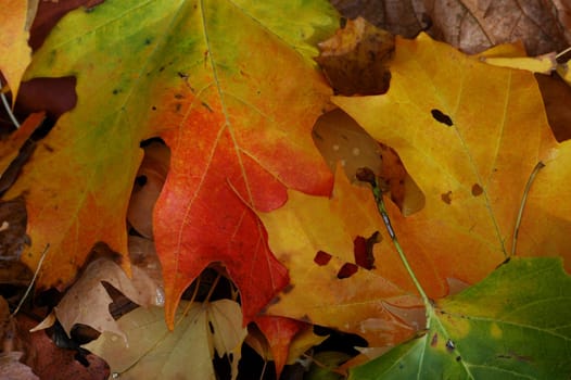 Autumn 1
