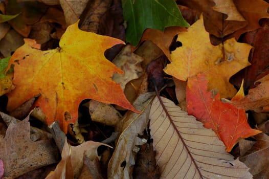 Autumn 3