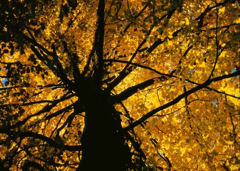Autumn beech 1