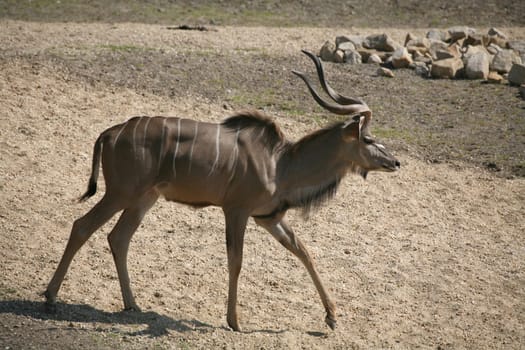 Tragelaphus strepsiceros