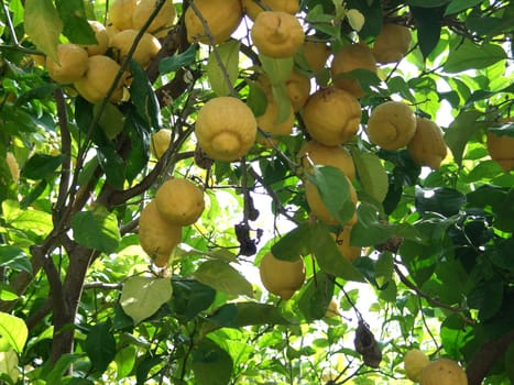 Lemon