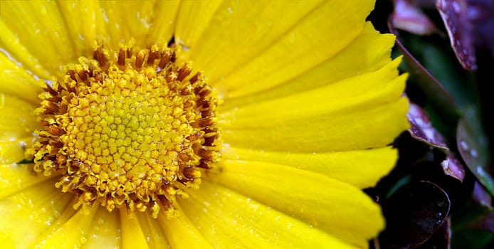 Sunflower in the rain