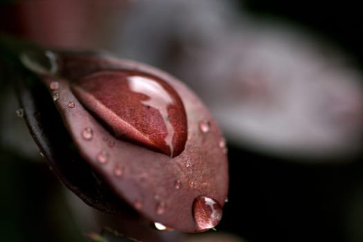 Raindrop