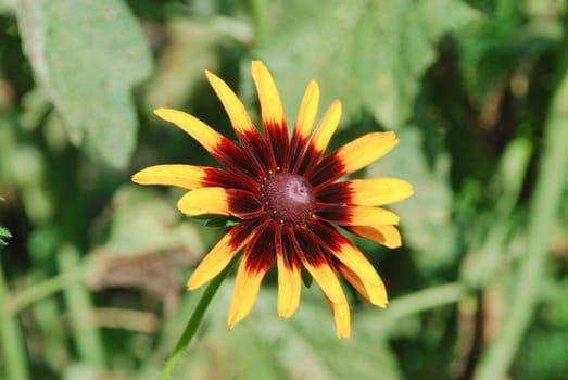 Violet Gerbera